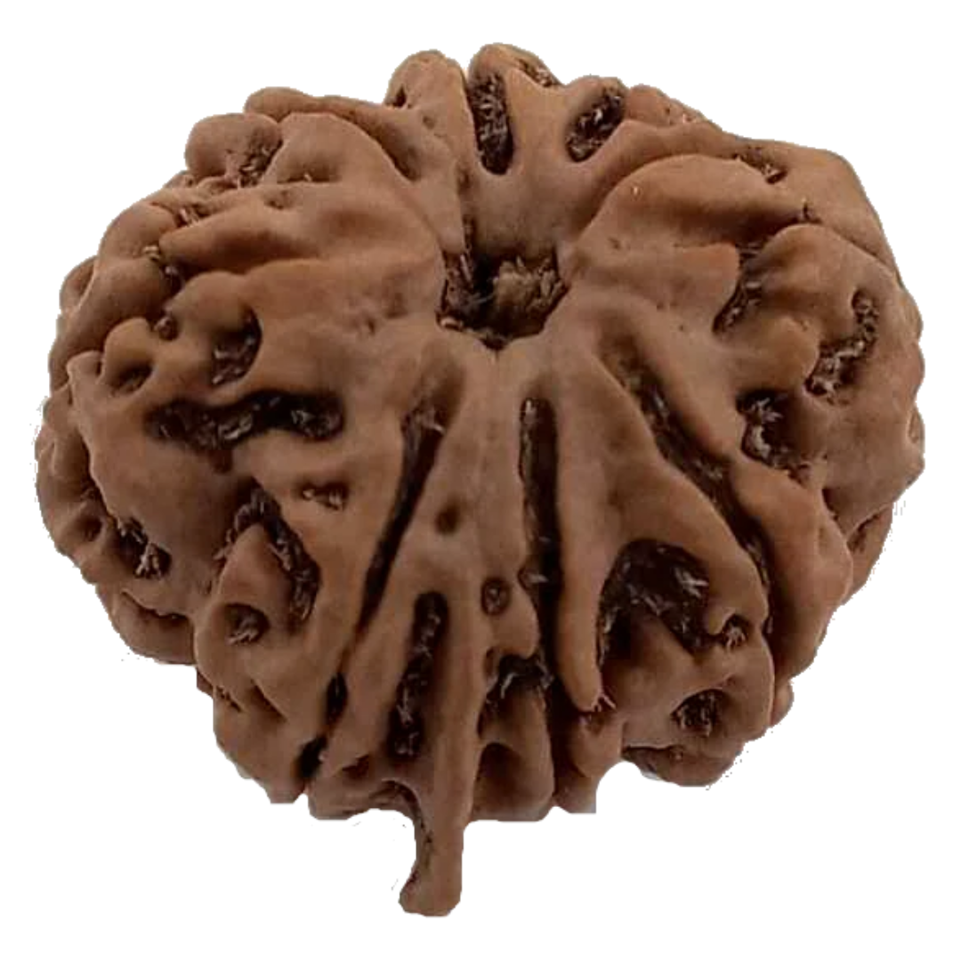 8 Mukhi GANESHA Natural Nepal Rudraksha 23.59 mm ( Lab Certified )