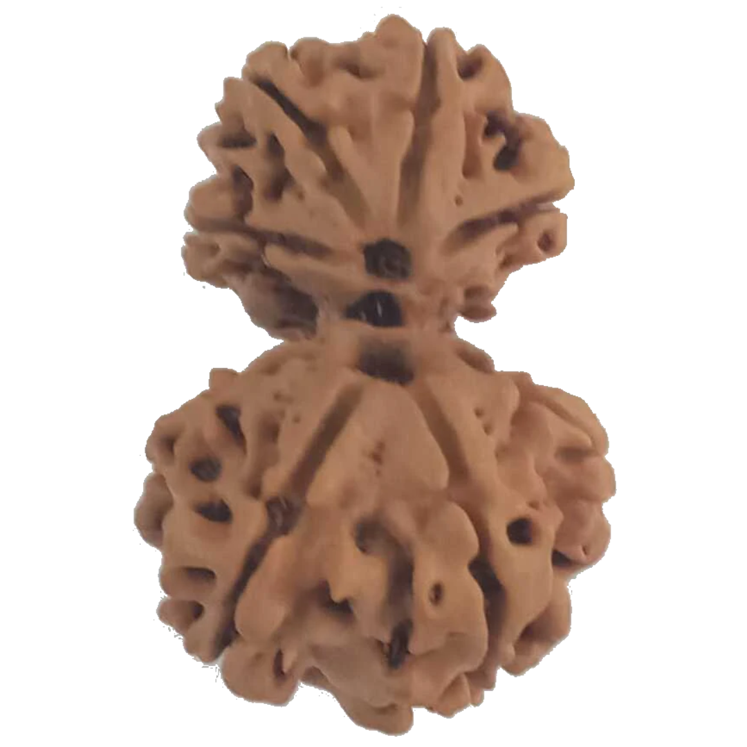 8 Mukhi Natural Nepal Gauri Shankar Rudraksha 29.31 mm ( Lab Certified )