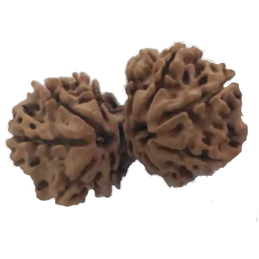 8 Mukhi Natural Nepal Gauri Shankar Rudraksha 33.15 mm ( Lab Certified )