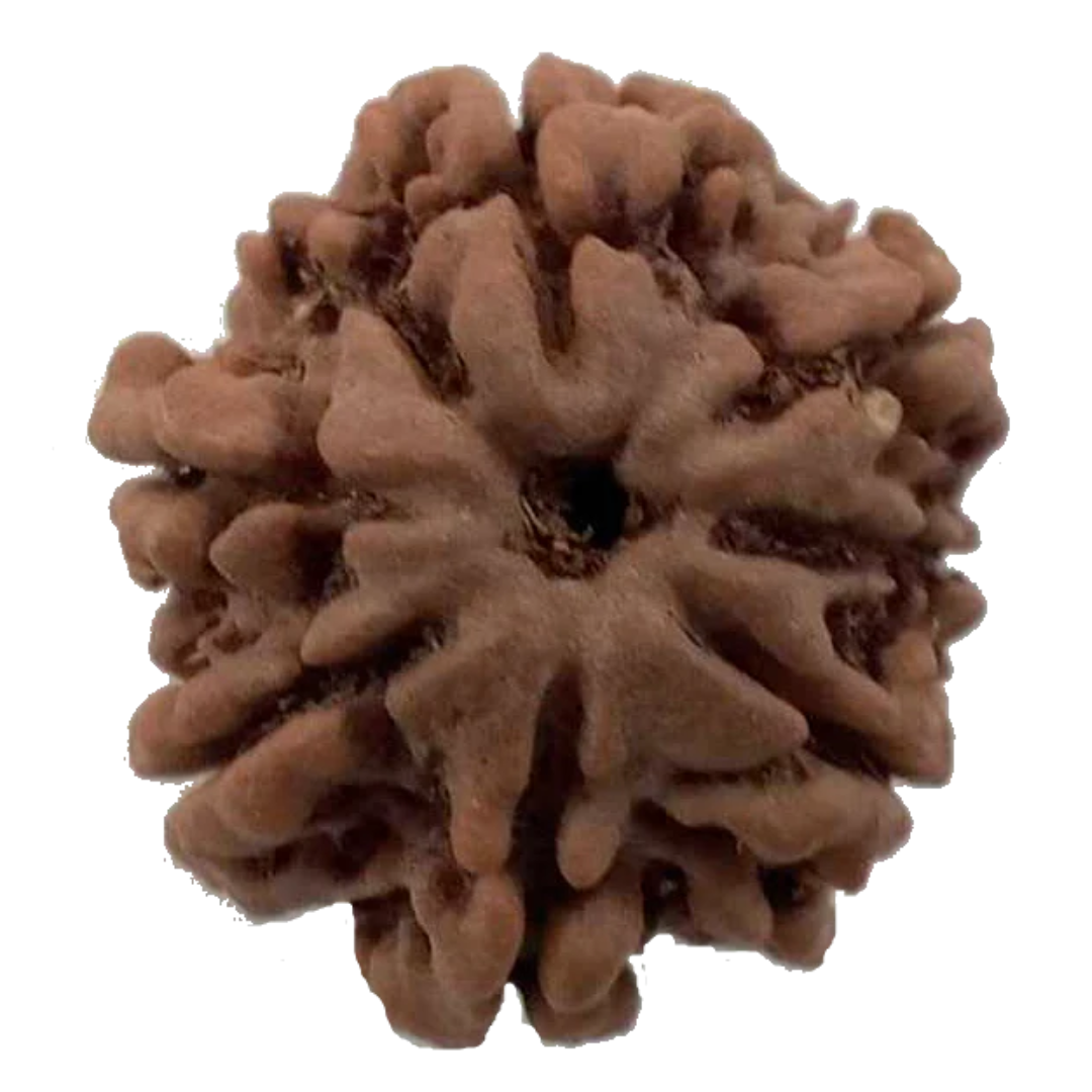 8 Mukhi Natural Nepal Rudraksha 21.55 mm ( Lab Certified )