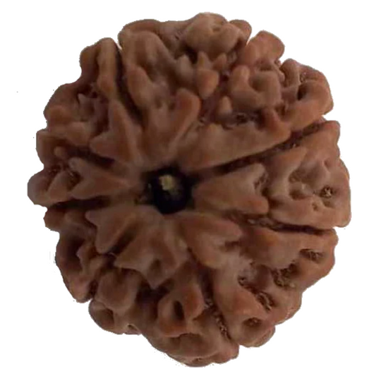 8 Mukhi Natural Nepal Rudraksha 21.86 mm ( Lab Certified )