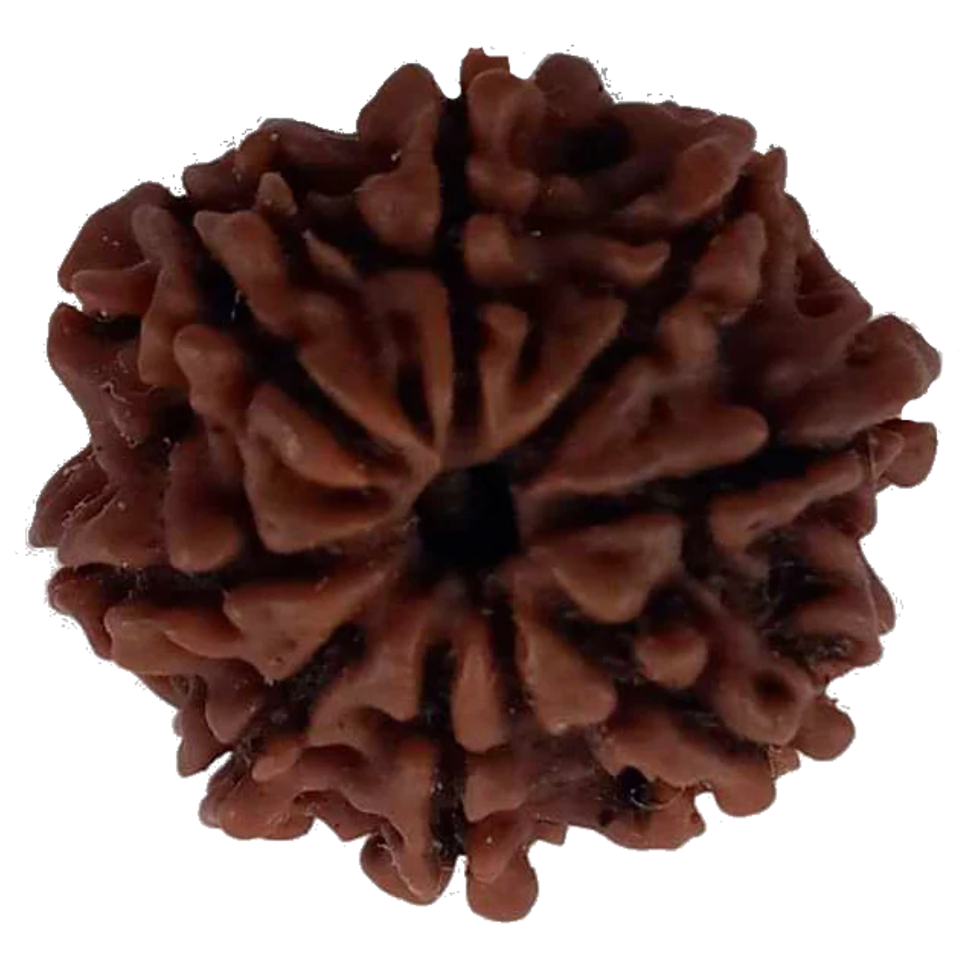 8 Mukhi Natural Nepal Rudraksha 21.99 mm ( Lab Certified )