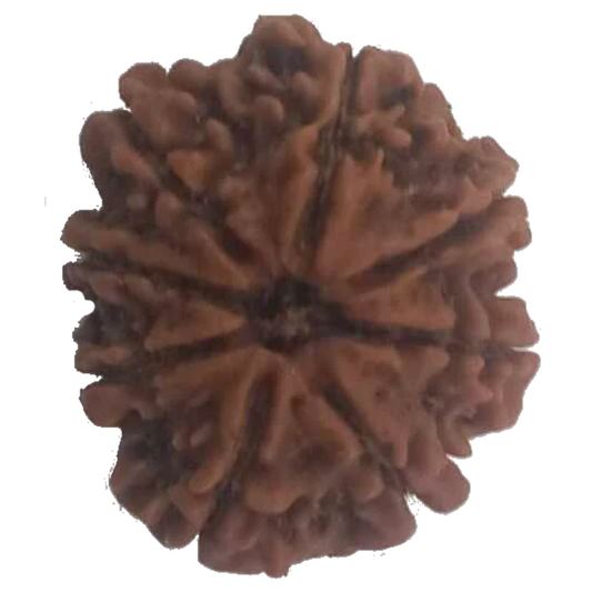 8 Mukhi Natural Nepal Rudraksha 22.25 mm ( Lab Certified )