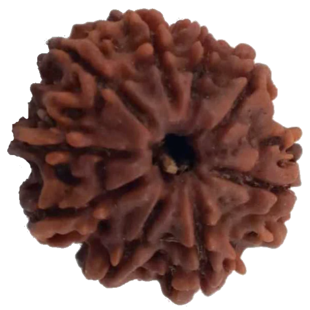 8 Mukhi Natural Nepal Rudraksha 23.00 mm ( Lab Certified )