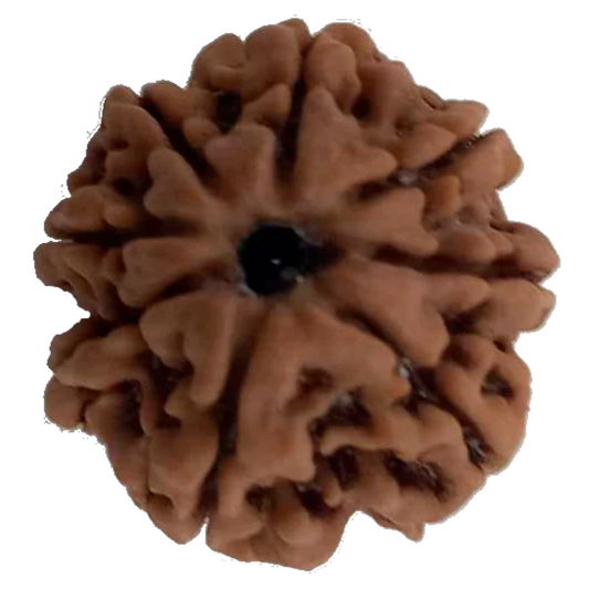 8 Mukhi Natural Nepal Rudraksha 23.14 mm ( Lab Certified )