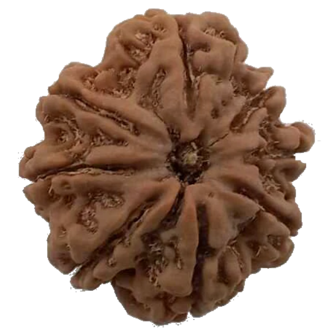 8 Mukhi Natural Nepal Rudraksha 24.81 mm ( Lab Certified )