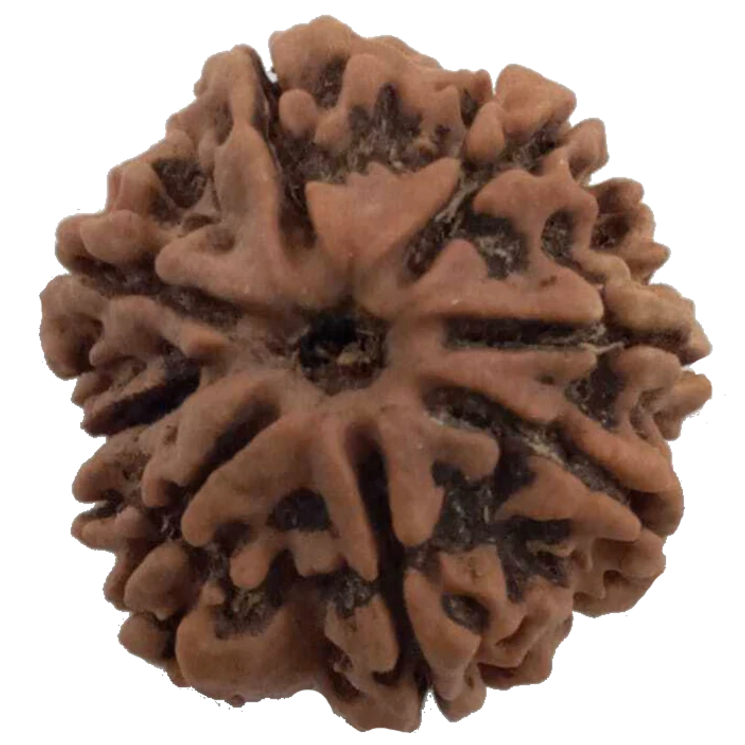 8 Mukhi Natural Nepal Rudraksha 27.80 mm ( Lab Certified )