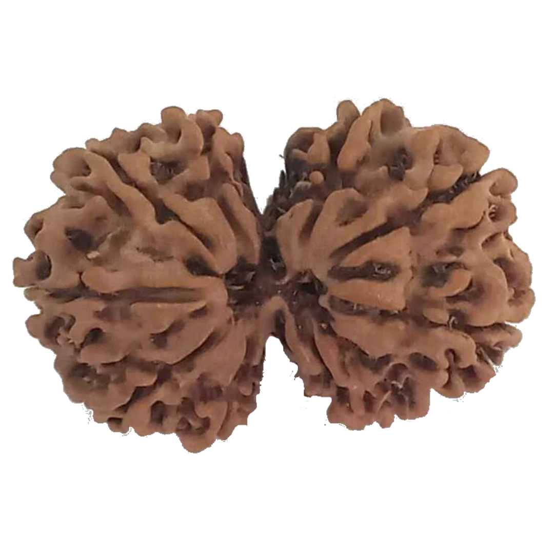 9 Mukhi Natural Nepal Gauri Shankar Rudraksha 29.79 mm ( Lab Certified )