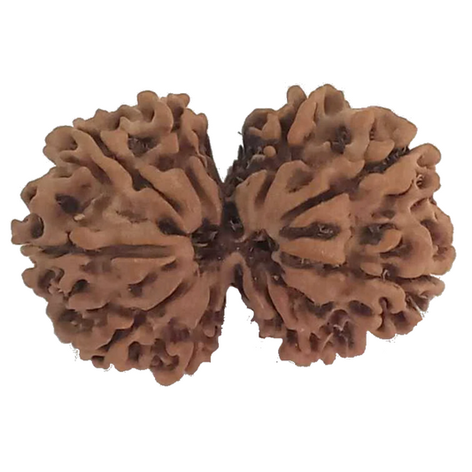 9 Mukhi Natural Nepal Gauri Shankar Rudraksha 29.79 mm ( Lab Certified )