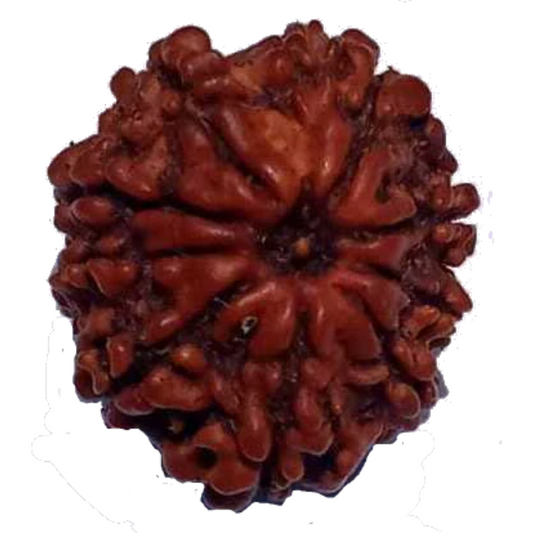 9 Mukhi Natural Nepal Rudraksha 20.05 mm ( Lab Certified )