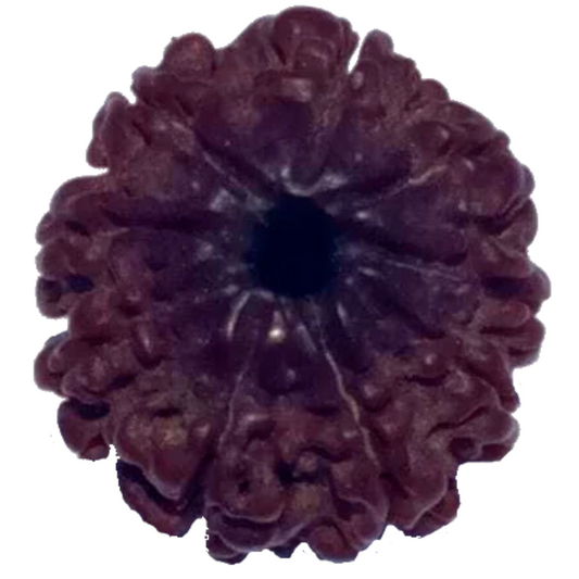 9 Mukhi Natural Nepal Rudraksha 20.58 mm ( Lab Certified