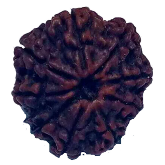 9 Mukhi Natural Nepal Rudraksha 21.52 mm ( Lab Certified )