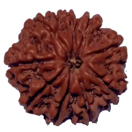 9 Mukhi Natural Nepal Rudraksha 23.02 mm ( Lab Certified )