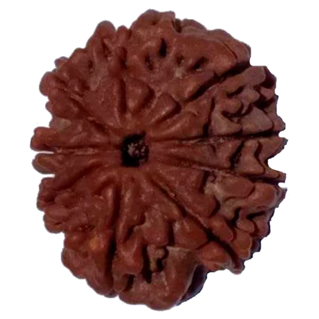 9 Mukhi Natural Nepal Rudraksha 24.06 mm ( Lab Certified )