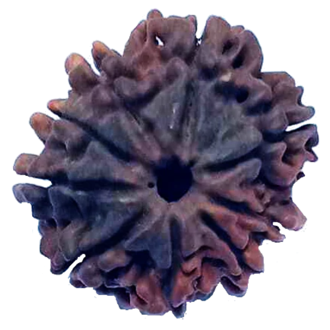 9 Mukhi Natural Nepal Rudraksha 24.79 mm ( Lab Certified