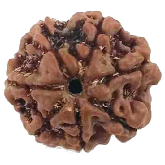 Natural 7 Mukhi Rudraksha Real Nepal 17.38 mm With Lab Certificate