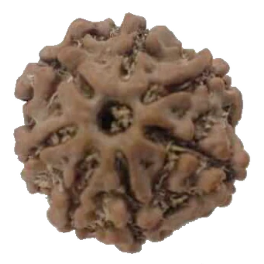 Natural 7 Mukhi Rudraksha Real Nepal 18.51 mm With Lab Certificate