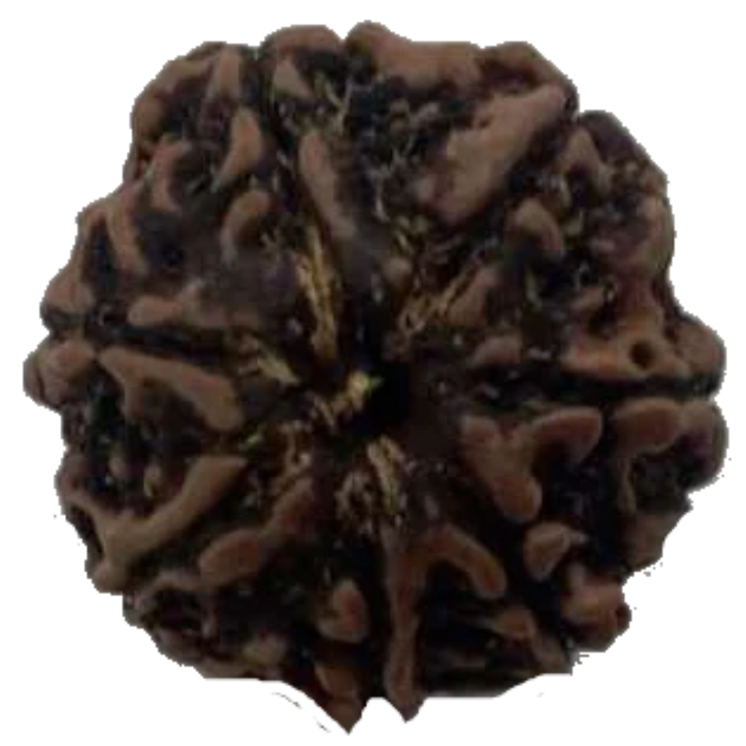 Natural 7 Mukhi Rudraksha Real Nepal 19.26 mm With Lab Certificate