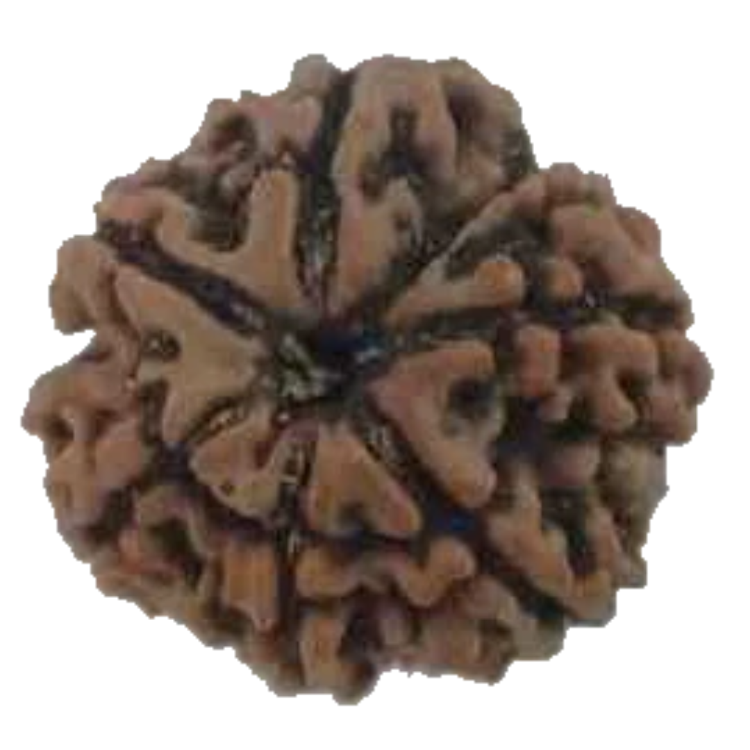 Natural 7 Mukhi Rudraksha Real Nepal 18.51 mm