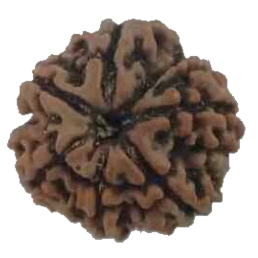 Natural 7 Mukhi Rudraksha Real Nepal 18.51 mm