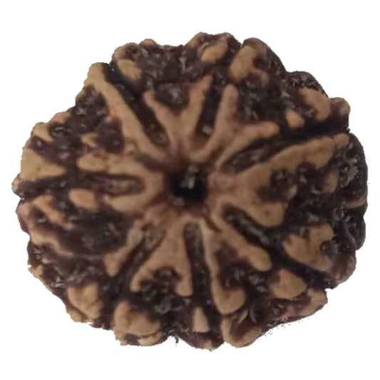 Natural 7 Mukhi Rudraksha Real Nepal 21.54 mm With Lab Certificate