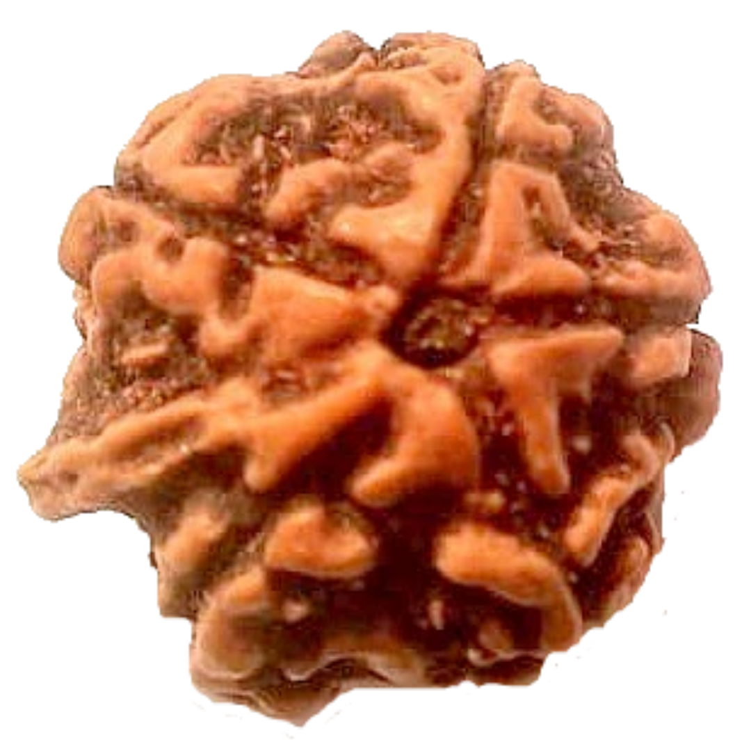 Natural GANESH Real Nepal Rudraksha Five Mukhi 15.43 mm ( Lab Certified )