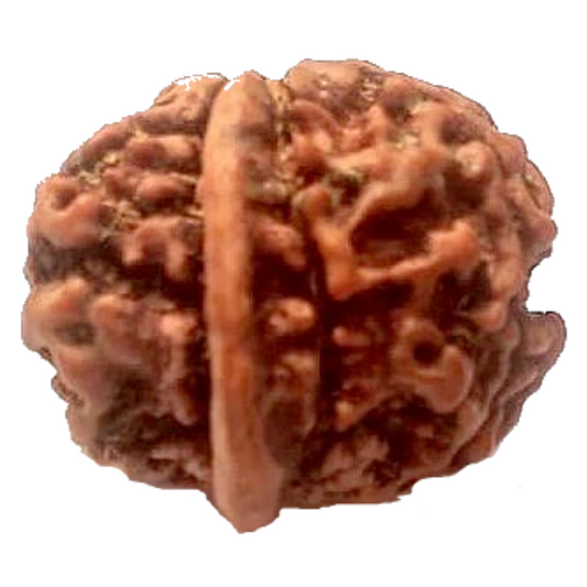 Natural GANESH Real Nepal Rudraksha Five Mukhi 15.64 mm ( Lab Certified )