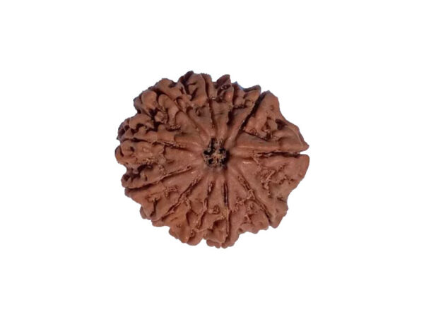 11 Mukhi Natural Rudraksha 4.500grams 25.62 mm Heavy Piece ( Lab Certified )