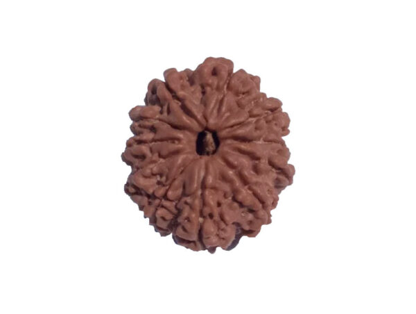 11 Mukhi Natural Rudraksha 24.09 mm ( Lab Certified )