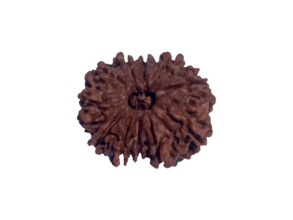 11 Mukhi Natural Rudraksha 24.19 mm ( Lab Certified )