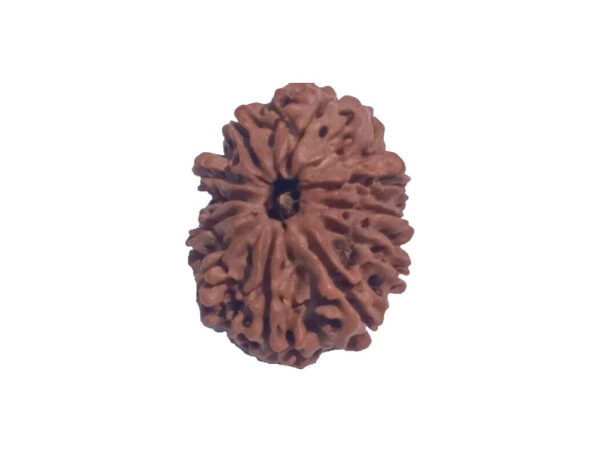 11 Mukhi Natural Rudraksha 25.20 mm ( Lab Certified )