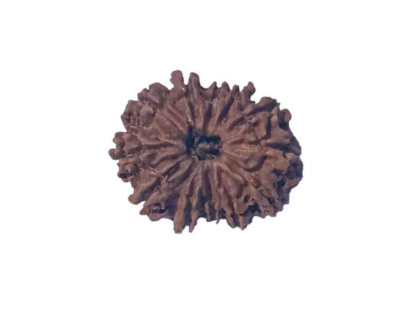 12 Mukhi Natural Nepal Rudraksha 23.69 mm ( Lab Certified )