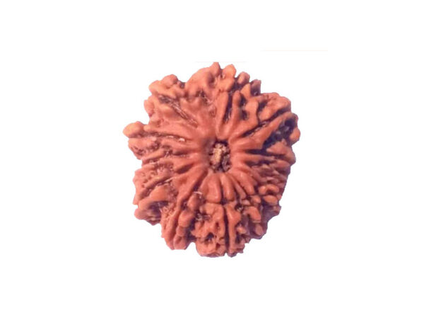 12 Mukhi Natural Nepal Rudraksha 25.20 mm ( Lab Certified )