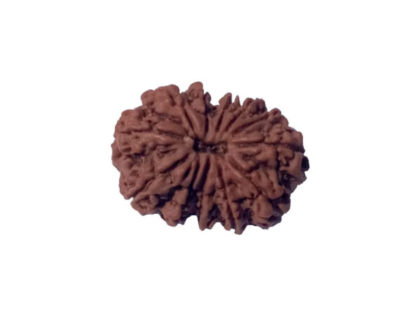 12 Mukhi Natural Nepal Rudraksha 27.82 mm ( Lab Certified )