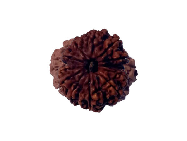 12 Mukhi Natural Nepal Rudraksha 30.05 mm ( Lab Certified )
