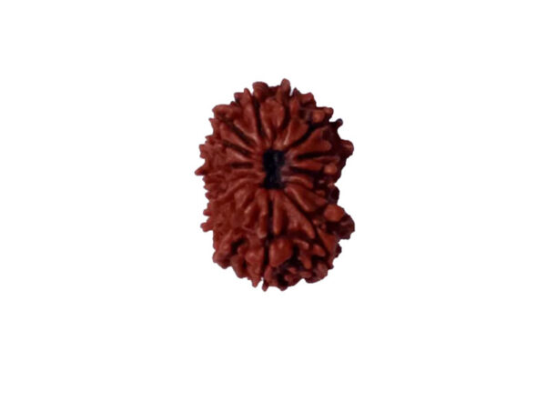 14 mukhi Natural Nepal Rudraksha - 23.75 mm Size ( With Lab Certificate )