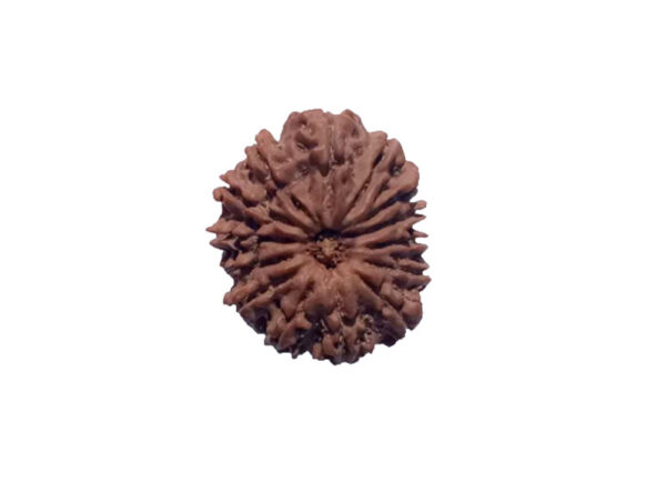 14 mukhi Natural Nepal Rudraksha - 28.33 mm Size heavy 6.140 grams ( With Lab Certificate )