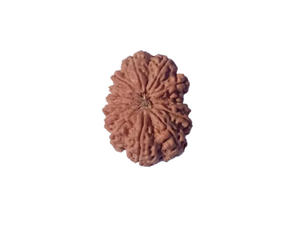 14 mukhi Natural Nepal Rudraksha - 33.14 mm Size 7.650 Gm Heavy Bead ( With Lab Certificate )