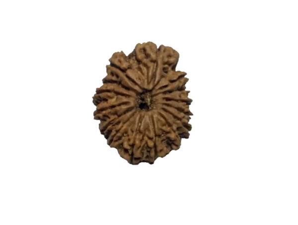 15 Mukhi Natural Nepal Rudraksha- 26.04 mm size (with Lab Certificate)