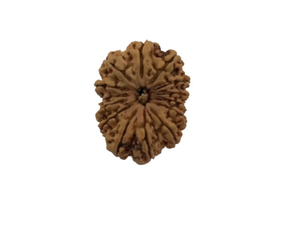 15 Mukhi Natural Nepal Rudraksha- 31.40 mm size (with Lab Certificate)
