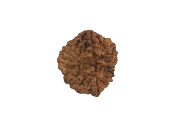 2 Mukhi Natural Rudraksha India Origin 28.10 mm ( Lab Certified )