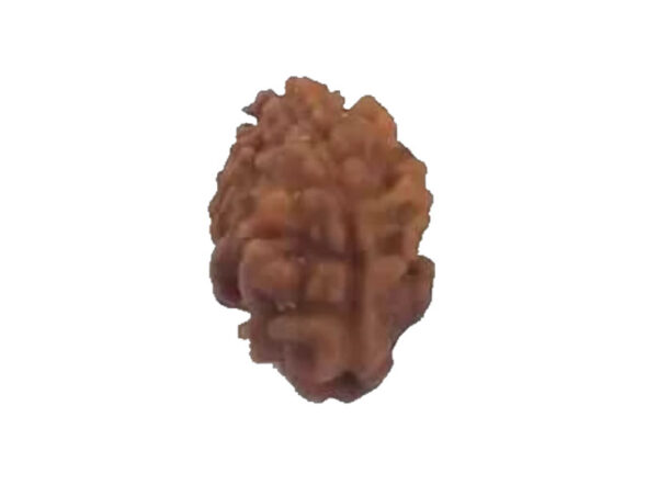 2 Mukhi RARE Natural Nepal Rudraksha 15.54 mm With Lab Certificate