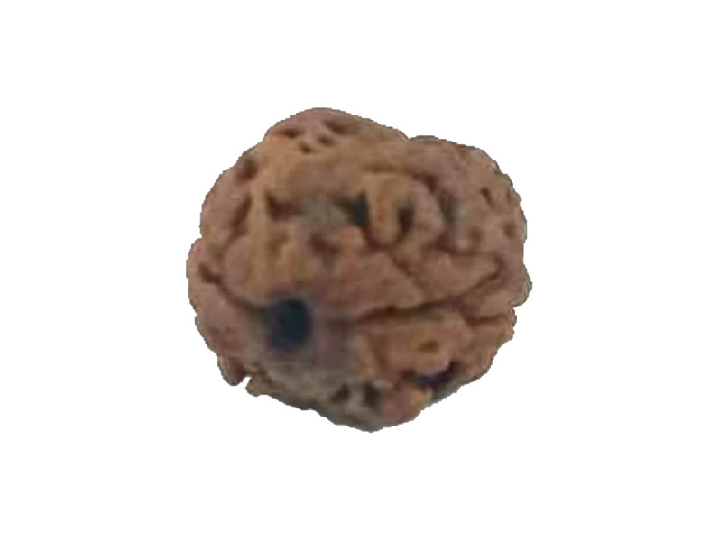 2 Mukhi RARE Natural Nepal Rudraksha 15.82 mm With Lab Certificate