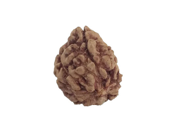 3 Mukhi Natural Rudraksha India Origin 21.68 mm ( Lab Certified )