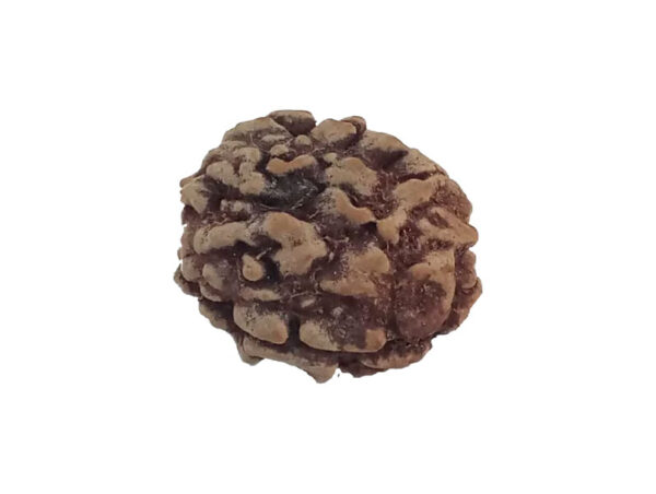 3 Mukhi Natural Rudraksha India Origin 22.06 mm ( Lab Certified )
