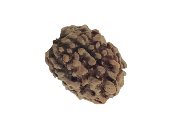 3 Mukhi Natural Rudraksha India Origin 23.15 mm ( Lab Certified )