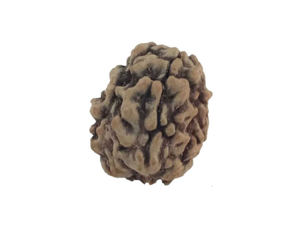 3 Mukhi Natural Rudraksha India Origin 23.20 mm ( Lab Certified )