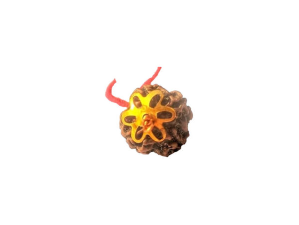 4 Mukhi Natural Nepal Rudraksha with Brass Clips and Thread 18.60 mm ( Lab Certified )