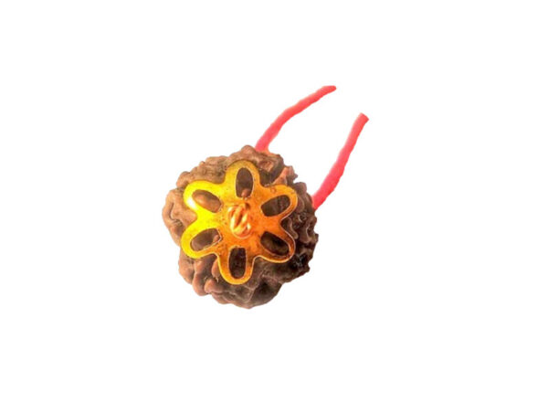 4 Mukhi Natural Nepal Rudraksha with Brass Clips and Thread 18.02 mm ( Lab Certified )