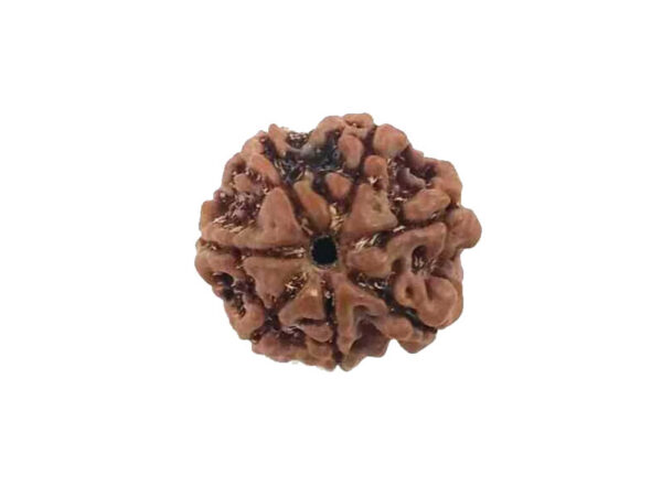 Natural 7 Mukhi Rudraksha Real Nepal 17.38 mm With Lab Certificate